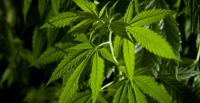 Cannabis-plant-Alamy-BP0RXF-ftd.jpg